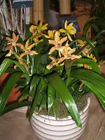 Orchideen 058.webp