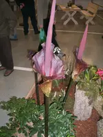 Orchideen 104.webp