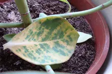 Dipladenia.webp