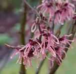 P1040093_600_592.webp