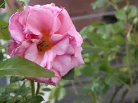 Rose aloha.webp