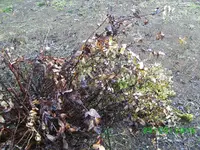 johann 669kl2.webp