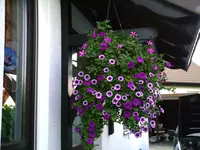 Haus5.webp