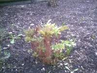 PIC00387.webp