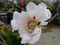 P1030425.webp