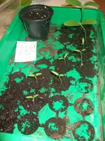 DSCF1007.webp