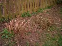 Wurzelstock_Buesche.webp