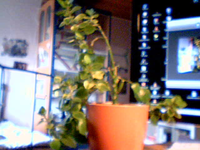 2009-03-30-61491.webp