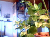 2009-03-30-61497.webp