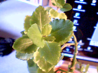 2009-03-30-61505.webp