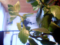 2009-03-30-61582.webp