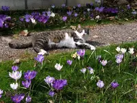Bild 246z.webp