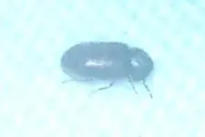 käfer unbekannt.webp
