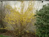CIMG5160.webp