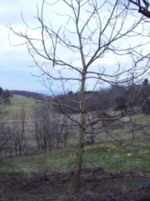 RIMG15971.webp
