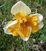 P1030436.webp