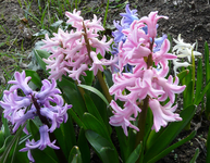 P1030438.webp