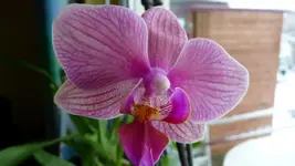 K640_P1010727.webp