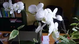 K640_P1010752.webp