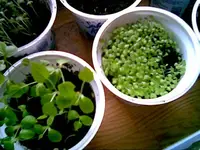 Andenbeere.webp