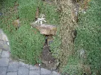Bild 002.webp
