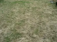 rasen1.webp