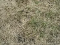 rasen2.webp