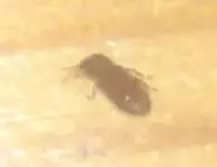 käfer unbekannt 2.webp