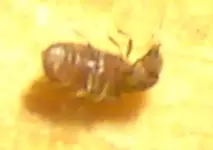 käfer unbekannt 3.webp