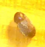 käfer unbekannt 4.webp