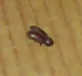 käfer unbekannt 6.webp
