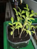 Balkontomaten.webp