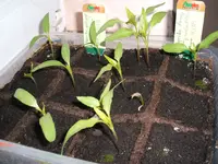 Paprika.webp