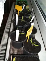 Tomaten.webp