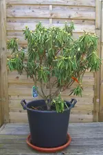 Kopie von CIMG4717.webp