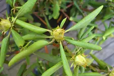 Kopie von CIMG4719.webp