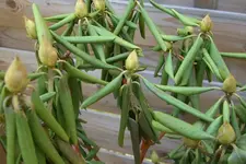 Kopie von CIMG4721.webp