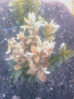 IMAG0164.webp
