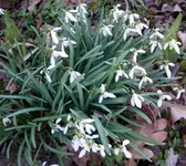 Gartenjahr 2009 Lilli 009.webp