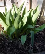Gartenjahr 2009 Lilli 011.webp