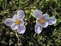 Gartenjahr 2009 Lilli 029.webp