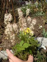 unbekannte Blume.webp