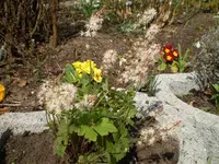 unbekannte Blume 1.webp