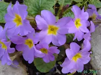 Kissenprimeln.webp
