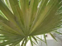 palme2.webp
