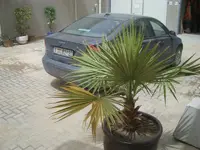 palme3.webp
