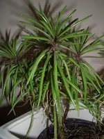 CIMG2528.webp