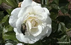 rosenkäfer1.webp