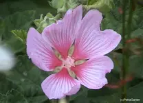 gaeibisch.webp