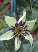 gaclematis.webp